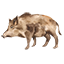Zvěřina